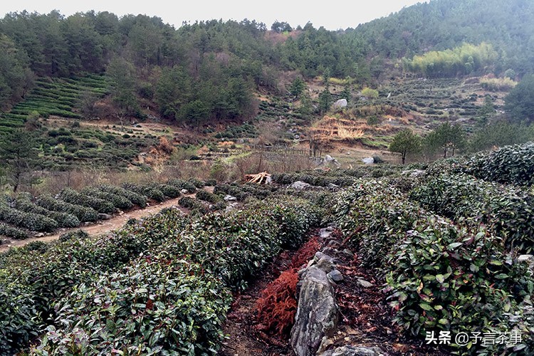 安徽茶产业发展问题,安徽茶发展趋势