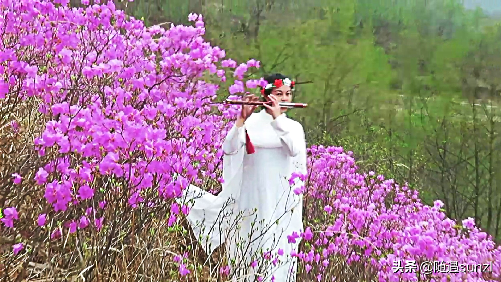 岫岩黄岭子映山红景区简介,岫岩开映山红在哪个地方