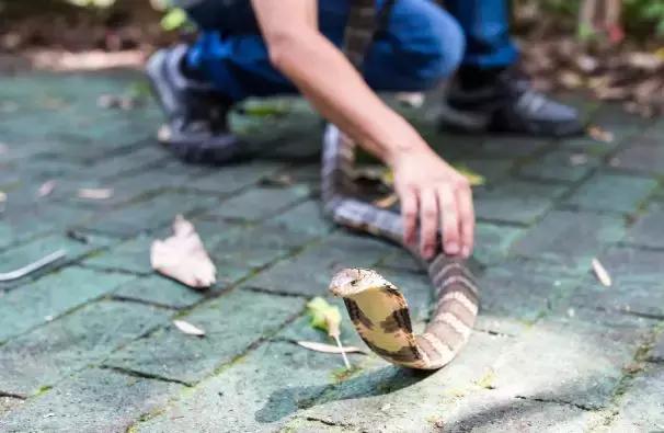 黄埔街坊家中深夜潜入1米长眼镜蛇，这三个捕蛇误区必须记住