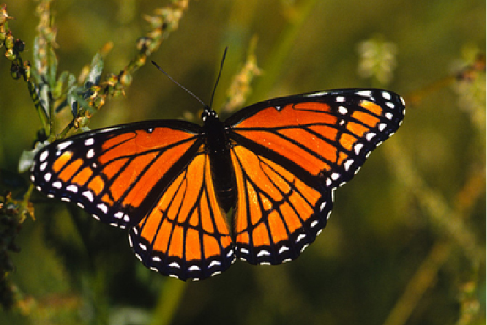 十种最美蝴蝶,自然界蝴蝶大全