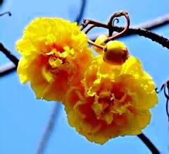 弯子木~花朵鲜黄色,簇生,酷似山茶科的金花茶,非常漂亮。