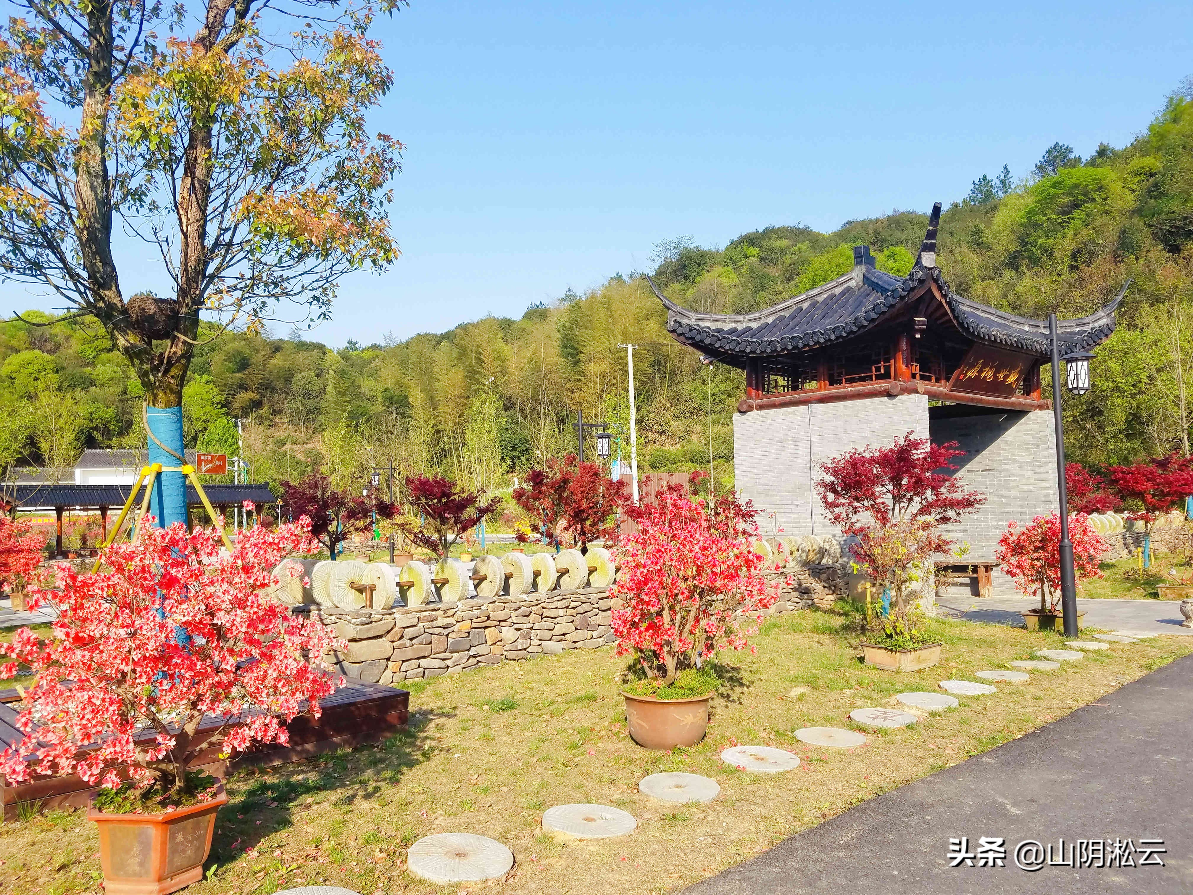 900岁古树见证，从岳飞的抗金沙场到美不胜收的杜鹃花谷