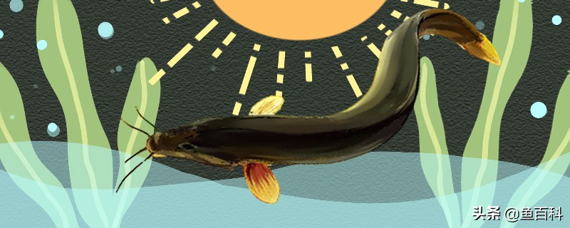 泥鳅不是黄鳝吗,泥鳅和黄鳝是同一种动物吗