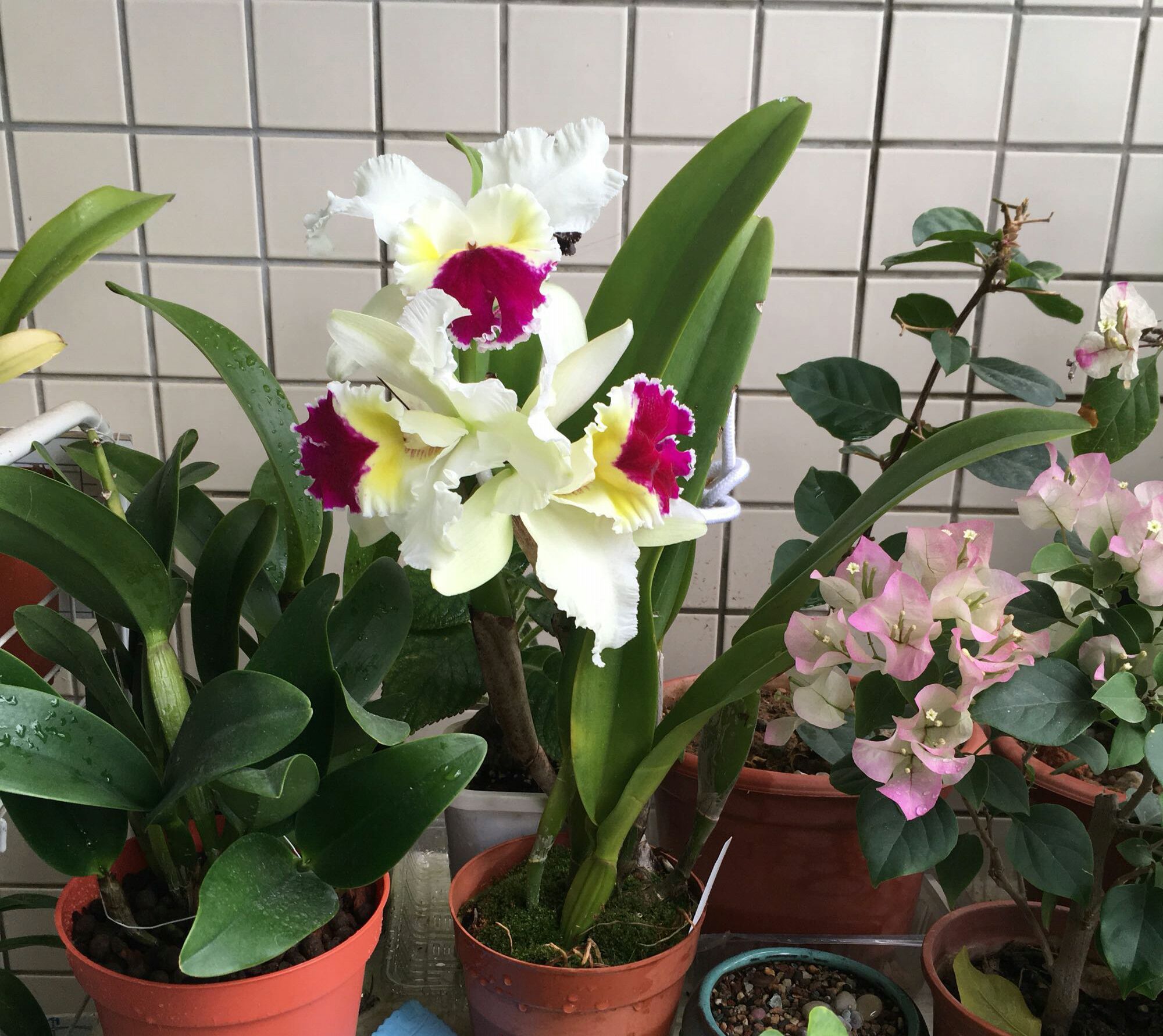 花盆中的羊粪异味闻到头晕，怎么去除呢？自制无臭味的养花肥料