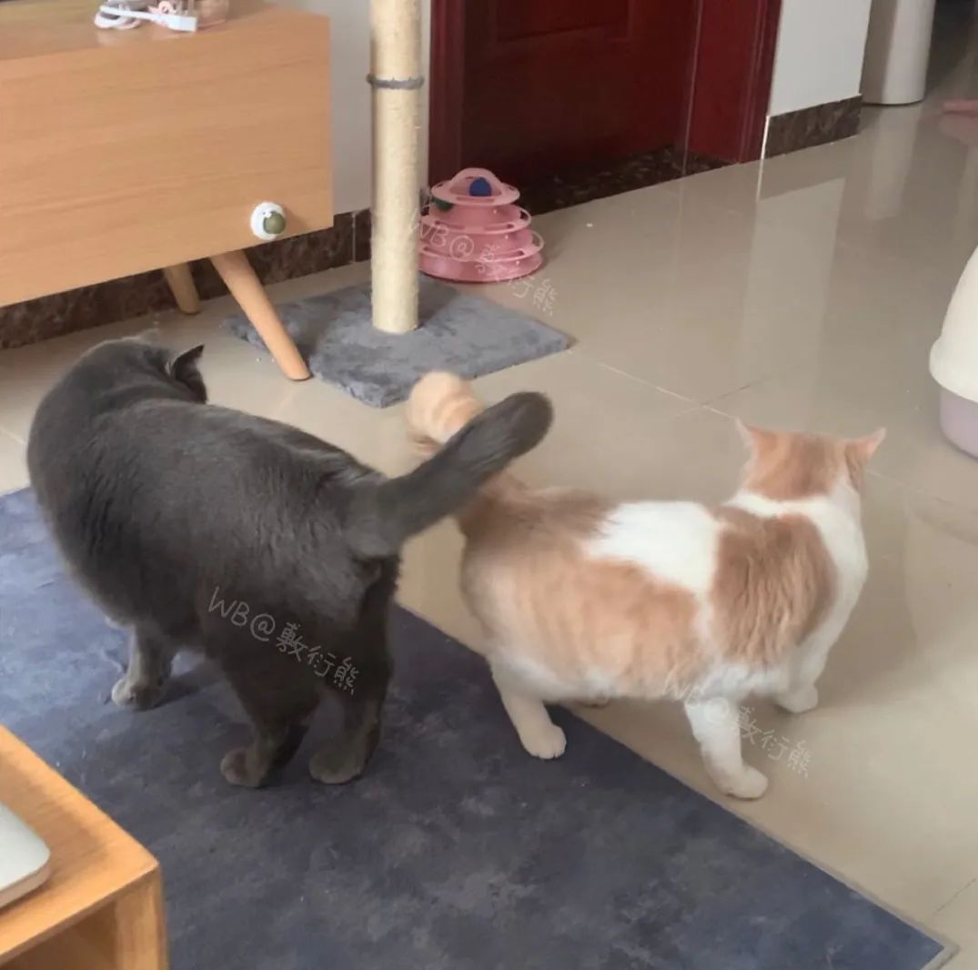 猫是只好猫,可被网友恶整后…哈哈哈没脸见人了