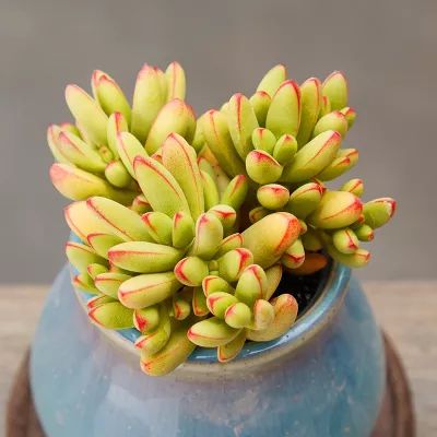 又萌又美丽好养的多肉,哪些多肉是小可爱种的