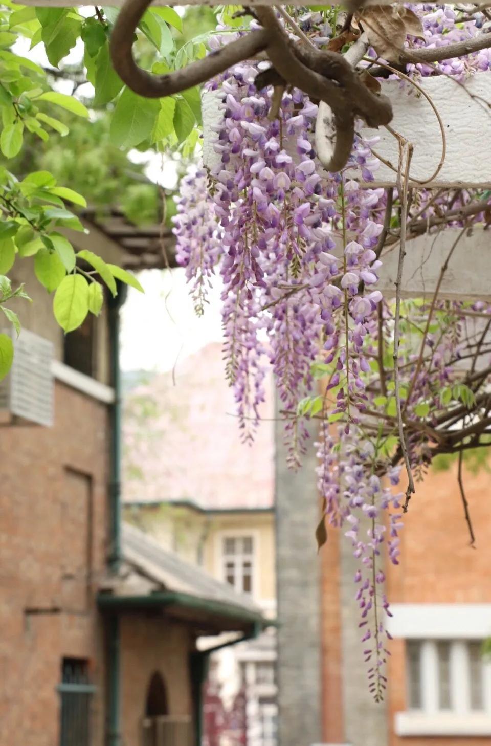 一个不出郑州的踏青好去处,天津春游公园推荐