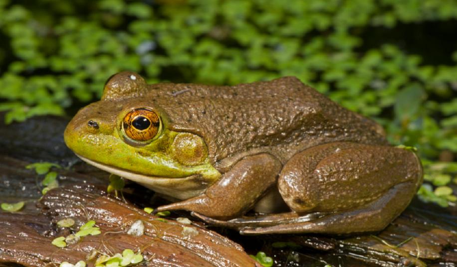 牛蛙常见的疾病有哪些怎样防治,牛蛙如何防治肠胃炎