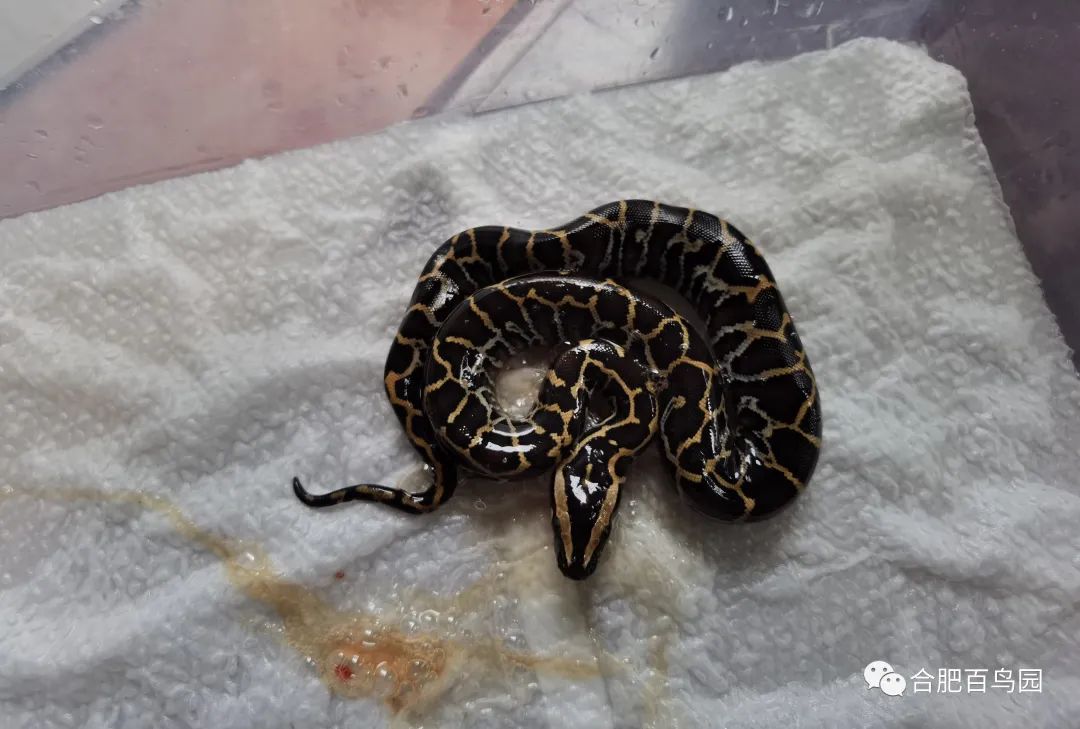 蛇如何升级为龙,可以升级的蛇