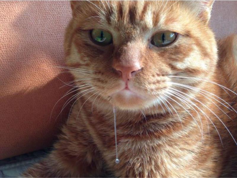 猫咪流口水是不是食物中毒,猫咪流口水还发臭应该吃什么药