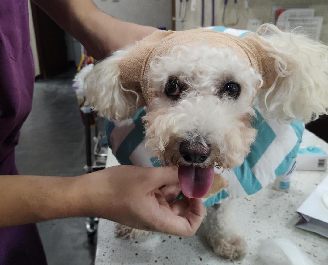 狗狗身上有肿块起脓是怎么回事,如果狗狗身上有虫子怎么办