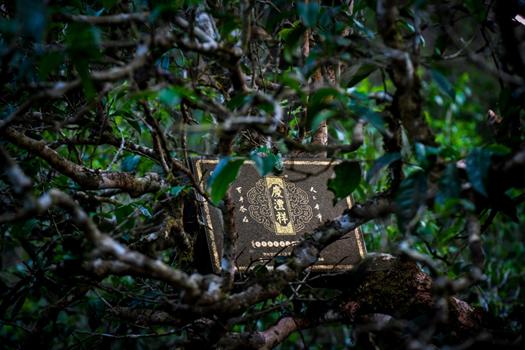 我的“真”你知道丨七彩云南·庆沣祥“全球讲真督茶官”为你鉴真