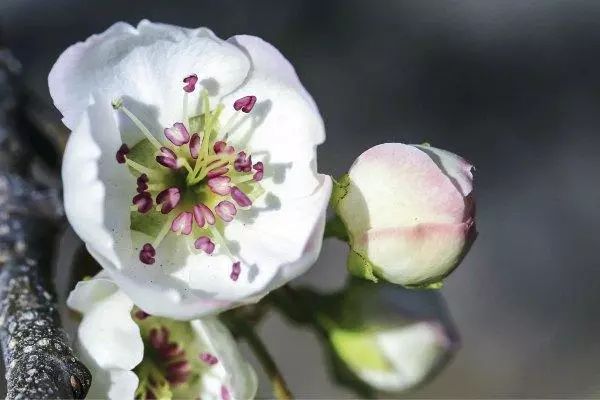 四月物语|桃杏梨大美中国、世界唯一！江浙沪紫藤芝樱绽放！