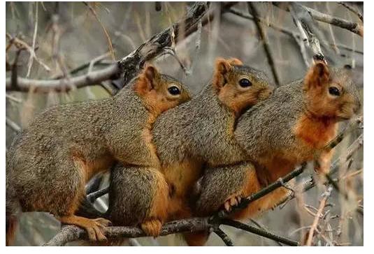 松鼠妹子：“来追我呀，你追上我，就让你嘿嘿嘿...”