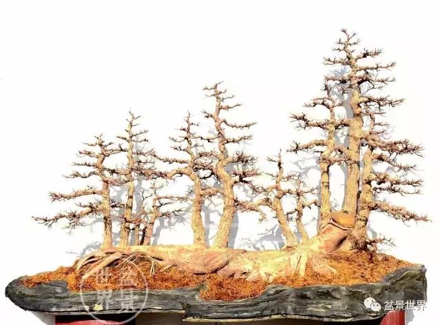 榕树罗汉松风水树,什么形状的榕树盆景好