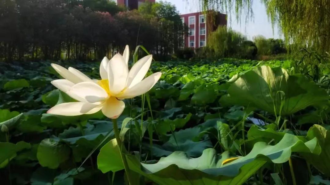 托普学院苏州,苏州托普信息职业技术学院怎么样