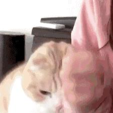 为什么现在年轻人喜欢养猫,当代年轻人不养孩子养猫