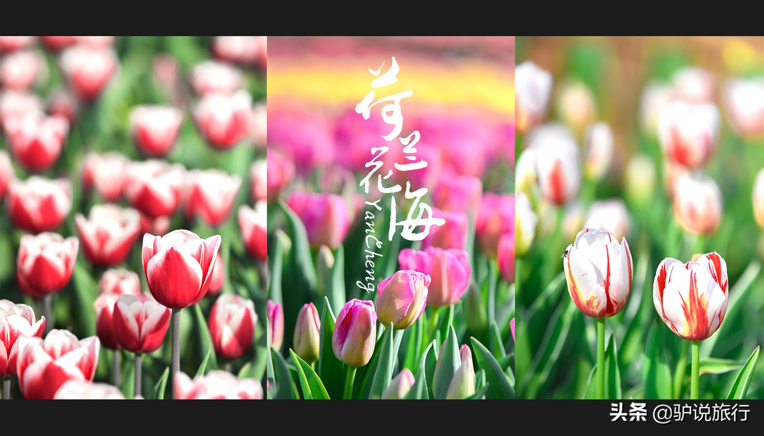 郁金香中国,中国郁金香第一花海