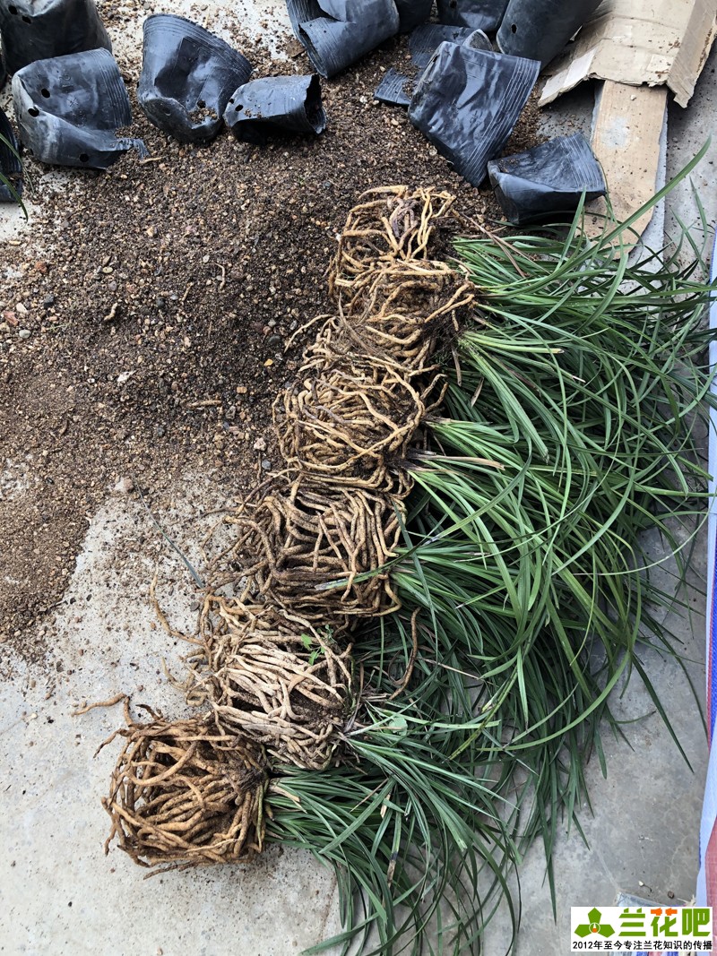 种兰花用粗砂好还是细砂好,粗砂混合土壤可以养兰花吗