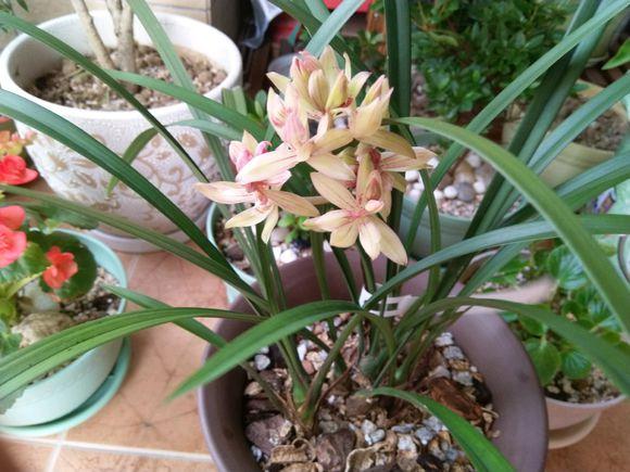 最好养的兰花四季兰,最好养的兰花四季兰品种