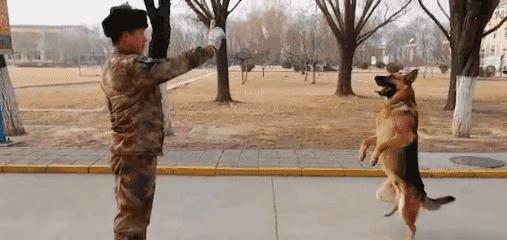 长得最像狼的狗,最帅狗