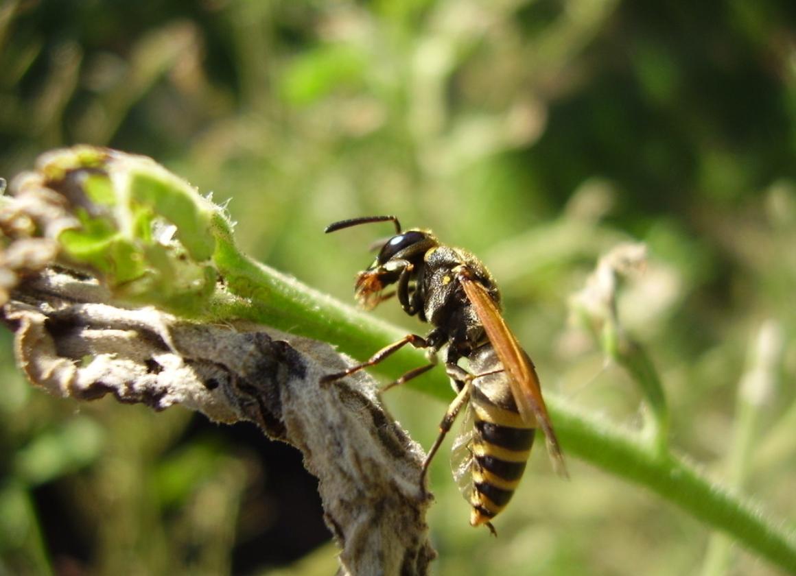 大黄蜂入侵,大黄蜂入侵法国
