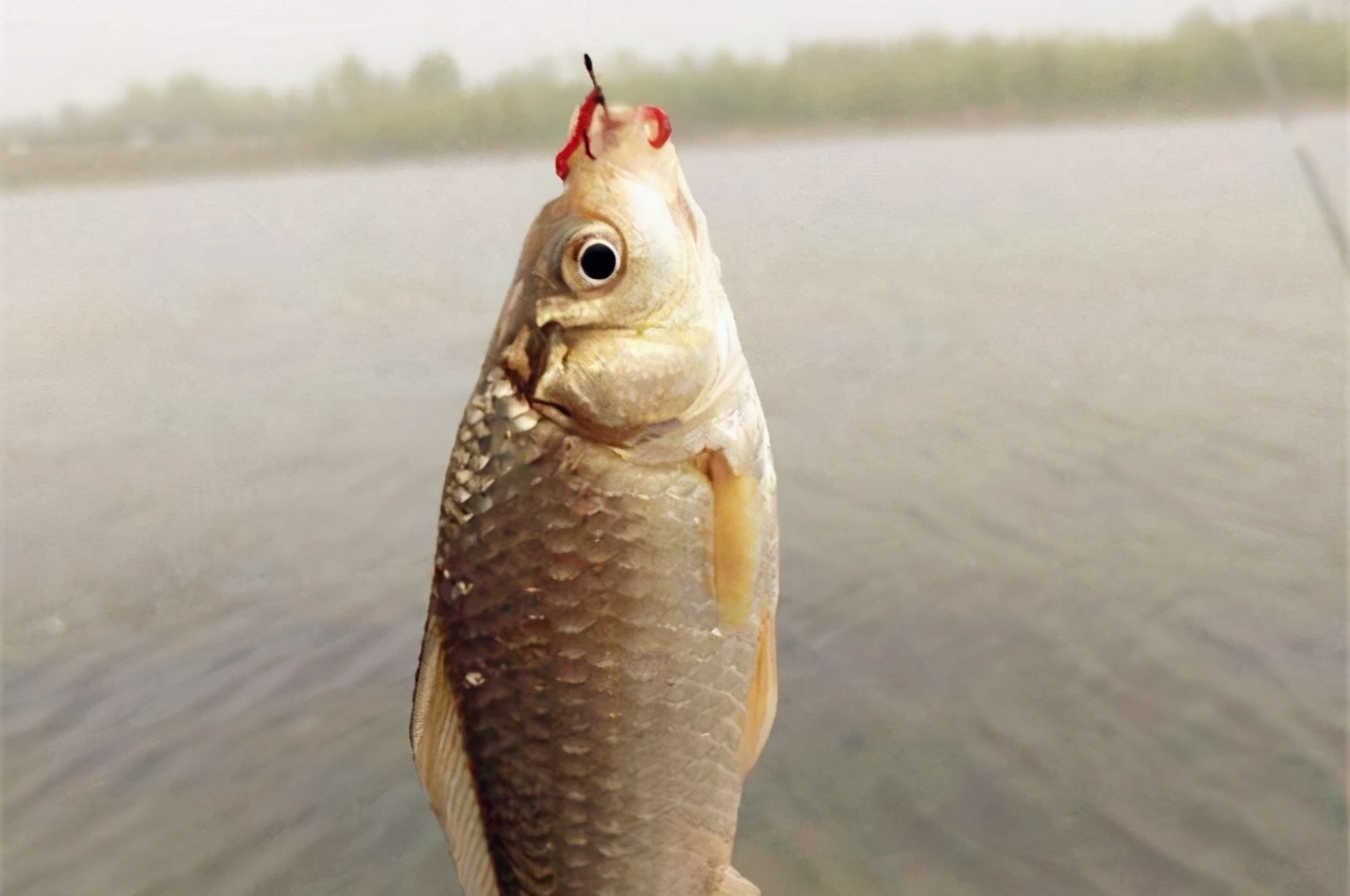 钓鱼人崩溃的时刻,钓鱼人崩溃瞬间