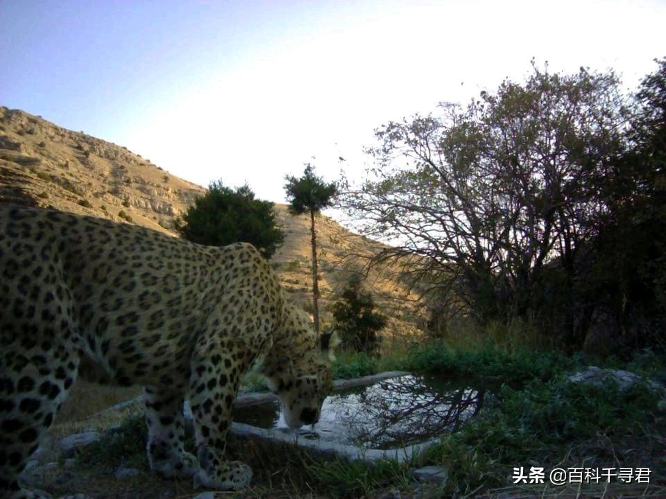 西亚现存最强大的猫科猛兽,史上最凶猛的八大猫科动物