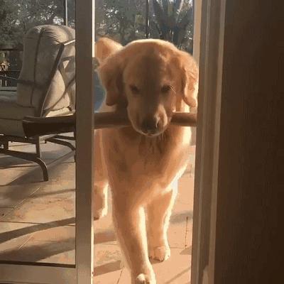 新手养狗养金毛,养狗我劝你不要选雪纳瑞英文