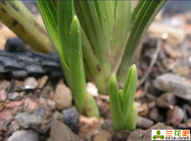兰花叶子焦尖和黑尖的区别,兰花有一叶发黄焦尖且速度很快