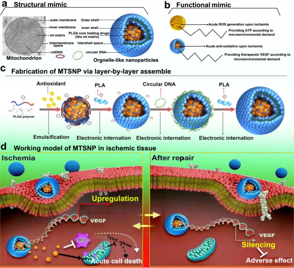 脑细胞移植治疗自闭症,脑科学治自闭症有突破吗