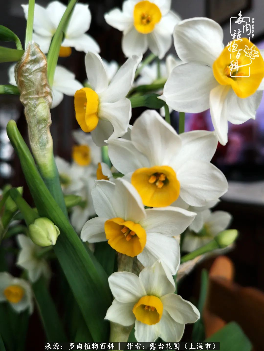 这6种多肉又粉又可爱萌翻少女心,粉粉萌萌的多肉有哪些