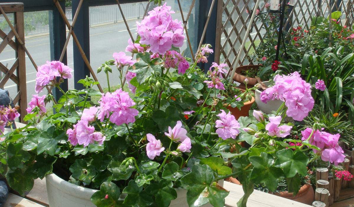 天竺葵老桩的养殖方法,天竺葵怎么过冬养成老桩