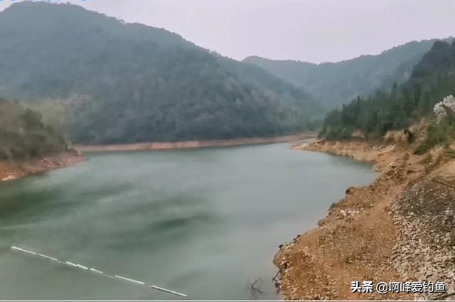 为何它能有这么高的价值？市场售价近百元一斤，重唇鱼珍贵在哪？