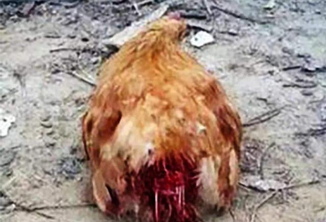 鸡啄癖怎么解决,鸡的啄肛癖怎么治