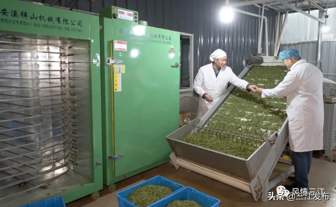 侗乡赶制早春茶,春茶上市喝真茶还是套路