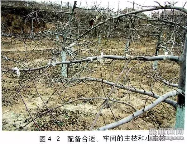 5年红富士苹果树冬季修剪技术,苹果树的冬季修剪技术视频