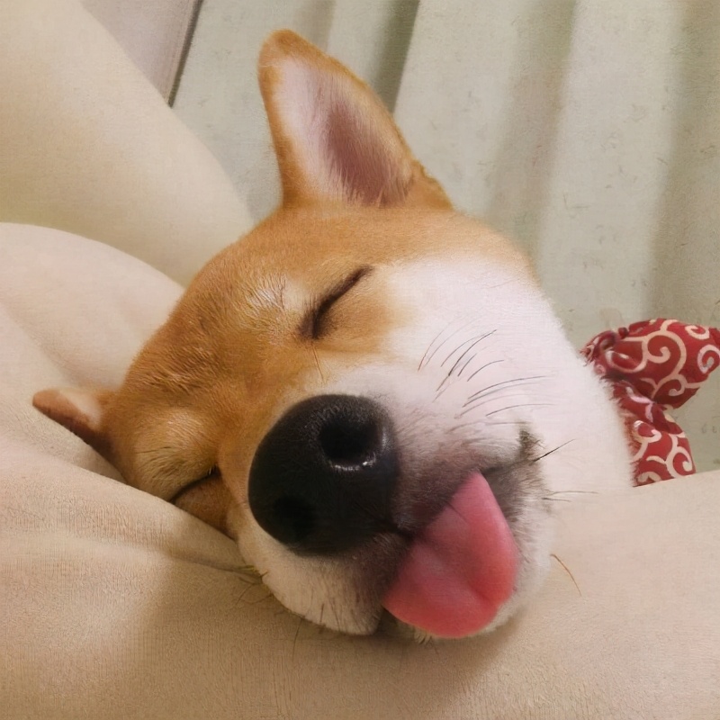 在网上买柴犬幼犬靠谱吗,广州柴犬哪里买靠谱