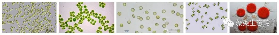藻类培养课程视频教程,海南藻类生态链