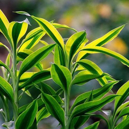 家养富贵竹用什么肥,家养富贵竹开花好吗