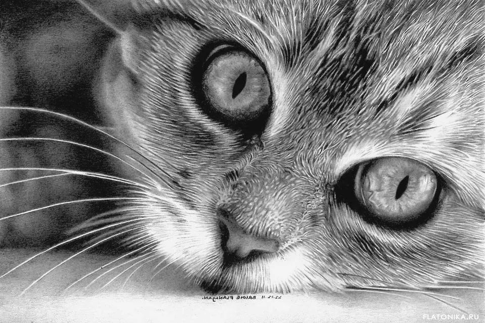 素描动物入门知识,素描动物简单入门教程狗