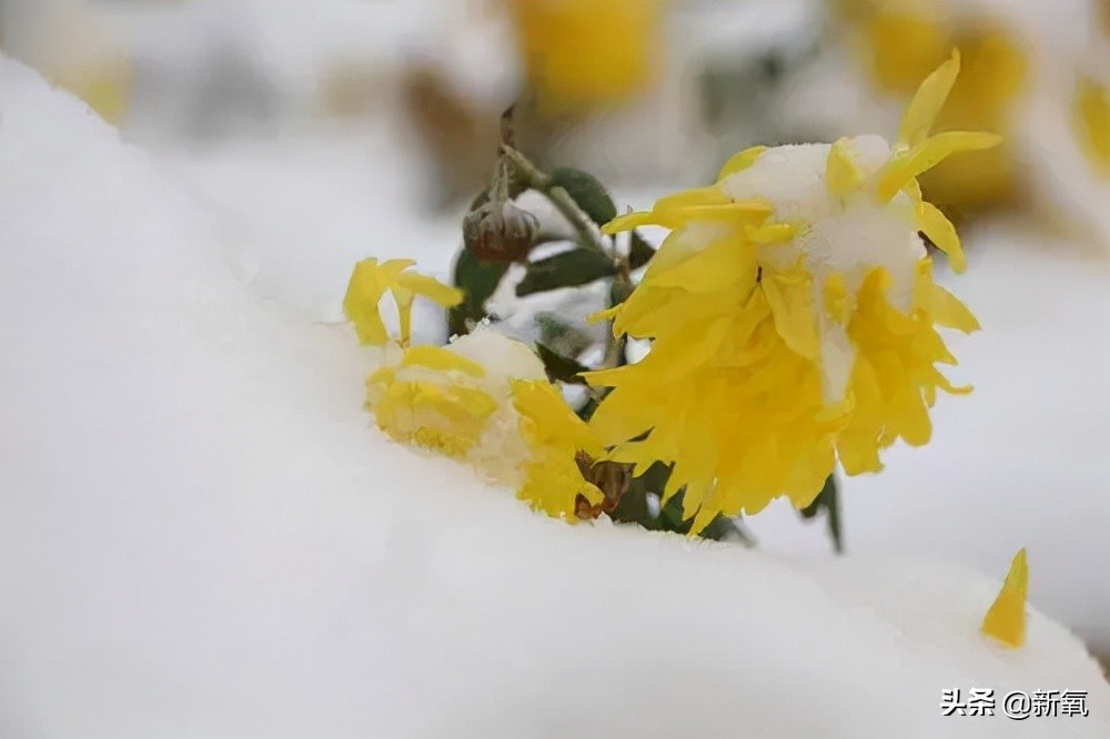 斛珠夫人美丽排行,斛珠夫人有多美
