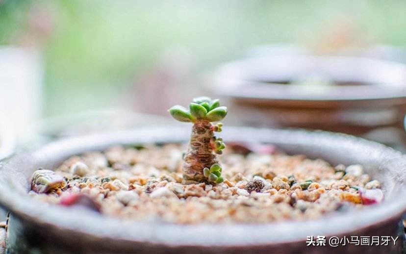 动物成语大集锦，和孩子们来场动物成语飞花令