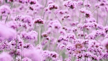 绱壊姊﹀够鑺辨捣鍏洯,娣卞湷鏅綏鏃烘柉2024绱壊鑺辨捣