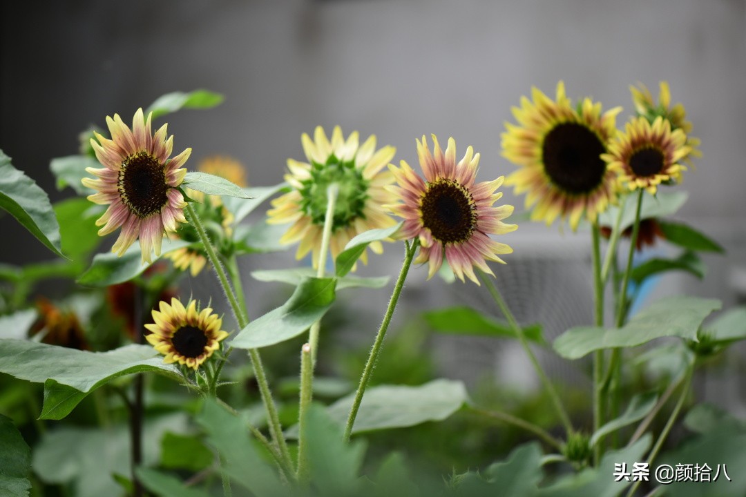 这个夏天我在花园里种向日葵|园丁