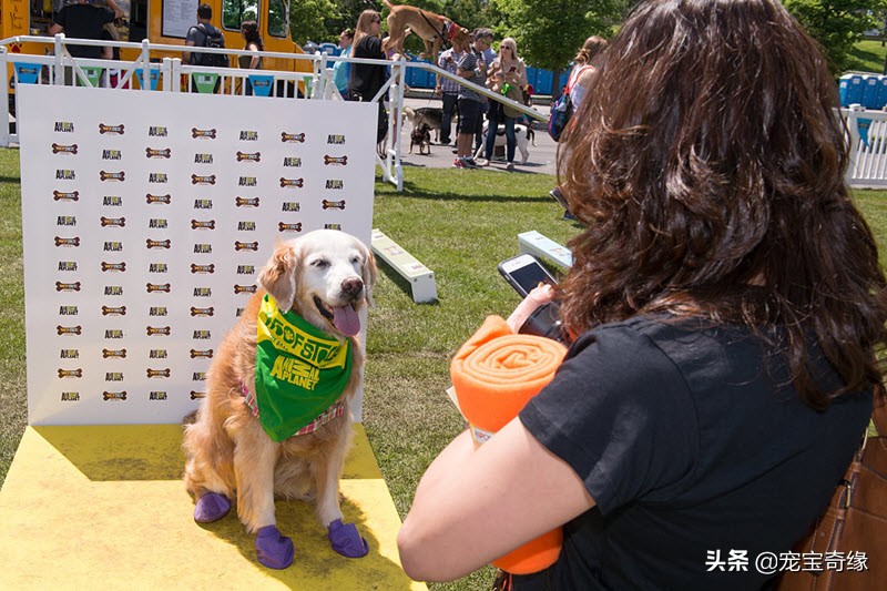 缇庡浗鐘被澶ц禌,缇庡浗鐙楃嫍姣旇禌缁艰壓