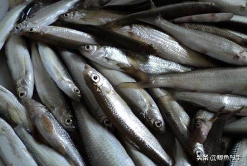 拉白条鱼,拉白条技巧视频教程