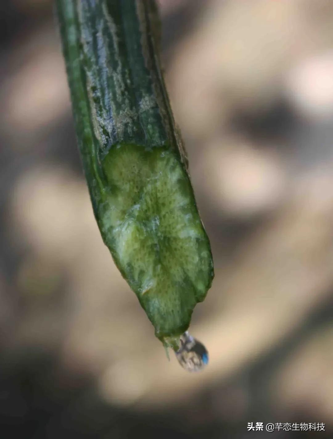丝瓜水真有那么神奇吗,纯天然的丝瓜水有什么用处啊