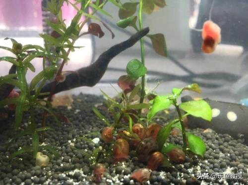 鱼缸里突然有螺有必要清除么,鱼缸爆螺