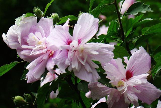 韩国的国花是什么花木槿花,木槿花是哪一国的国花